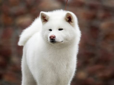 kisju
